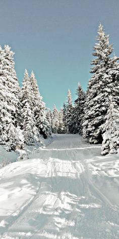 a person riding skis down a snow covered slope next to pine trees on a sunny day