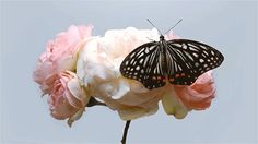 a black and white butterfly sitting on top of a pink flower with sky in the background