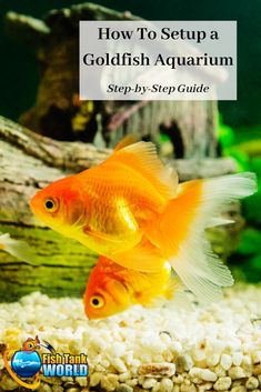 two goldfish in an aquarium with the title how to setup a goldfish aquarium step - by - step guide