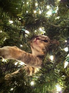 a cat in a christmas tree looking up at the sky with its paw hanging down