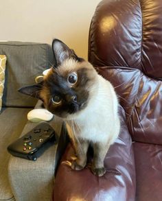 a siamese cat sitting on the arm of a leather chair next to a remote control