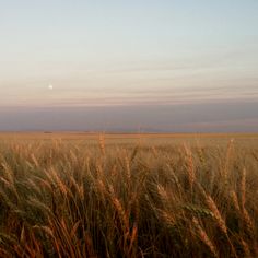 an open field with tall grass in the foreground and a full moon in the distance