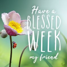 a ladybug sitting on top of a flower with the words have a blessed week my friend