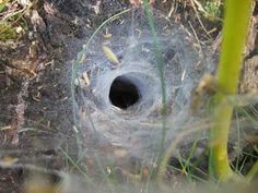 a hole in the ground with grass growing around it