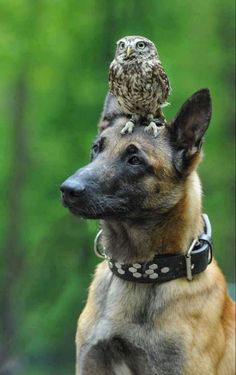 an owl sitting on top of a dog's head in front of some trees