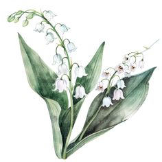 watercolor painting of white flowers and green leaves