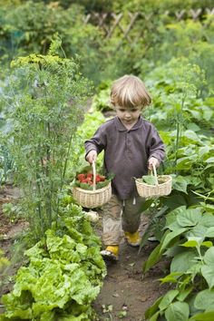 a little boy walking through a garden carrying baskets of strawberries and lettuce