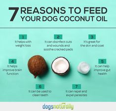 coconuts, milk and other ingredients on a blue background with the words 7 reasons to feed your dog coconut oil