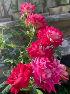 red and pink flowers in a pot outside