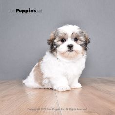 a small white and brown dog sitting on top of a wooden floor next to a gray wall