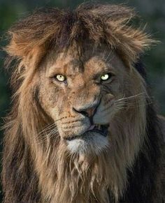 a close up of a lion's face with green eyes and long manes