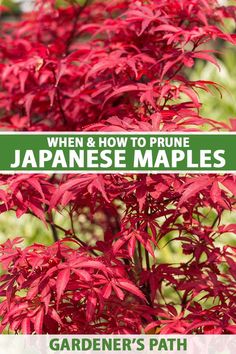 the japanese maple tree with red leaves and green text that reads, when & how to prune japanese maples