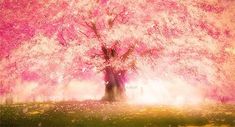 a pink tree in the middle of a field