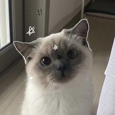 a cat looking up at the camera with an arrow drawn on it's forehead