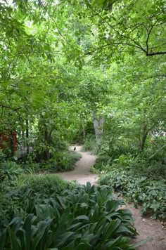 a path in the middle of a lush green forest