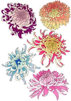 four different colored flowers are shown in this drawing style, each with an intricate design