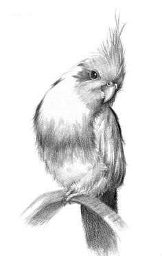 a pencil drawing of a bird on a branch