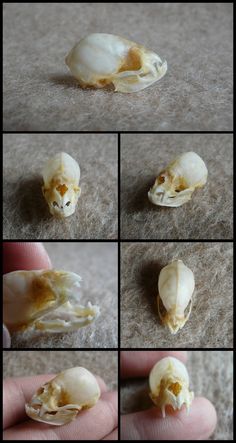 the process of making an animal's skull is shown in four different stages, including opening and closing