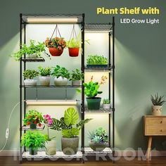 an indoor plant shelf with plants growing in it