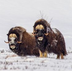 two musks are standing in the snow