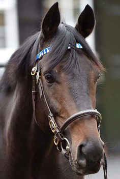 a close up of a horse wearing a bridle