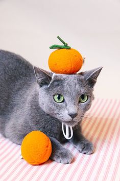 a gray cat with an orange on its head sitting on a striped tablecloth surface