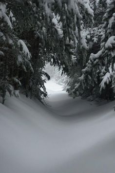 a person riding skis down a snow covered slope next to evergreen tree's