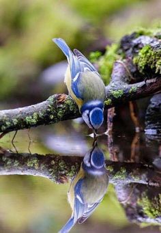 a blue and yellow bird sitting on top of a tree branch