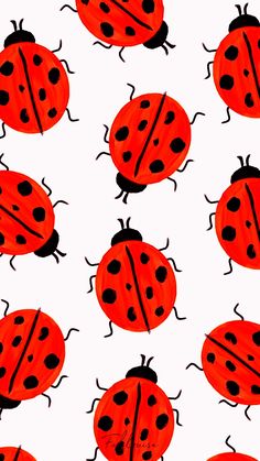 a group of ladybugs sitting on top of each other in red and black