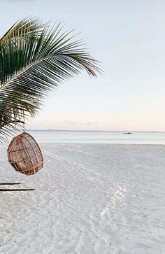 a large palm tree sitting on top of a sandy beach