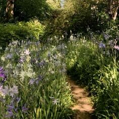 the path is lined with purple flowers and green trees in the background, along with tall grass