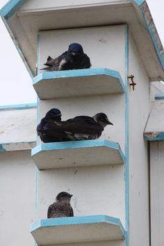 three birds are sitting on the ledges of a bird house that is painted white and blue