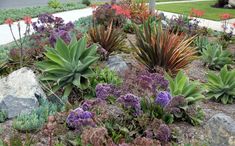 an assortment of plants and rocks in a flower bed on the side of a road