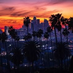 palm trees and the city skyline at sunset