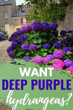 purple flowers with the words want deep purple hydrangeas? in front of them