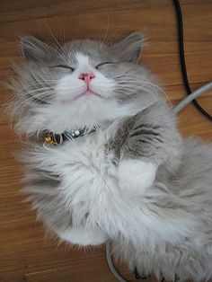 a gray and white cat laying on top of a wooden floor next to a power cord