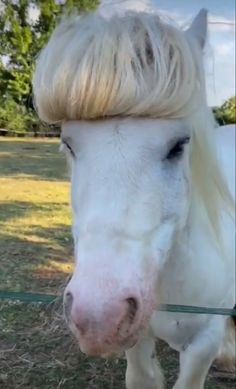 a white horse with blonde hair on it's head