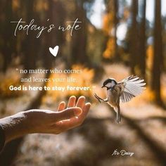 a person holding out their hand to a bird in the woods with a quote about today's life