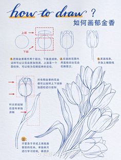 the instructions for how to draw tulips are shown in english and chinese writing