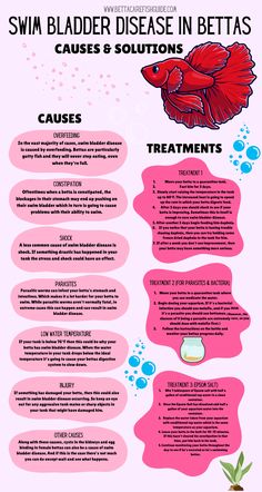 swim bladder disease in bettas causes and treatments infographic Beta Fish Enrichment, Female Betta Fish, Fish Tank Terrarium, Fish Tank Design, Betta Aquarium, Tropical Fish Tanks, Betta Fish Care, Fresh Water Fish Tank