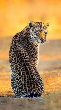 a large leopard sitting on top of a dry grass field