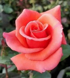 an orange rose with green leaves in the background