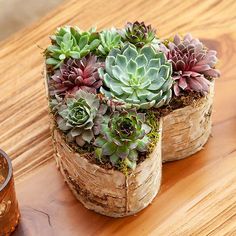 two wooden containers with succulents on a table next to a candle holder