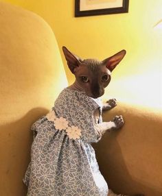 a cat in a dress sitting on a couch