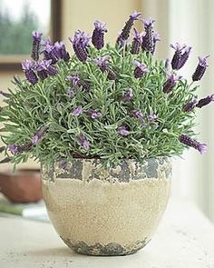 a potted plant sitting on top of a table filled with sand and purple flowers