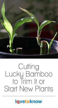 some plants that are in a pot with the words cutting lucky bamboo to trim it or start new plants