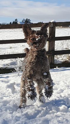 a dog jumping up into the air to catch a frisbee in the snow