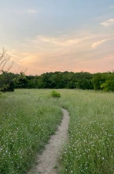 a dirt path running through a lush green field