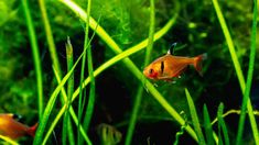 two small orange fish swimming in some green grass