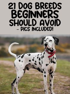 a dalmatian dog standing in the grass with text overlay that reads, 21 dog breeds beginners should avoid